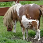 Rancho-bierna *