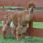 Rancho-bierna