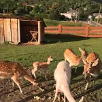 Rancho-bierna 롯지 *