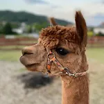 Rancho-bierna * Bierna