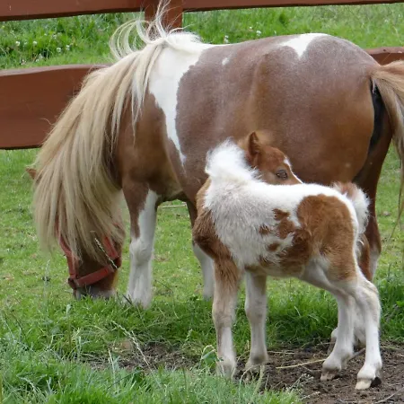 Rancho-bierna *