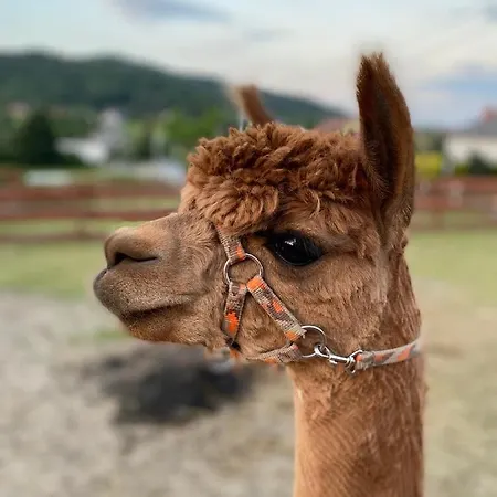 Rancho-bierna * Bierna