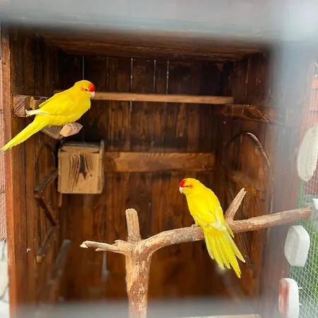 Orman Evi Rancho-bierna