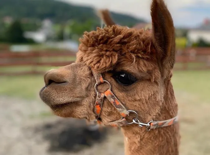 Rancho-bierna * Bierna