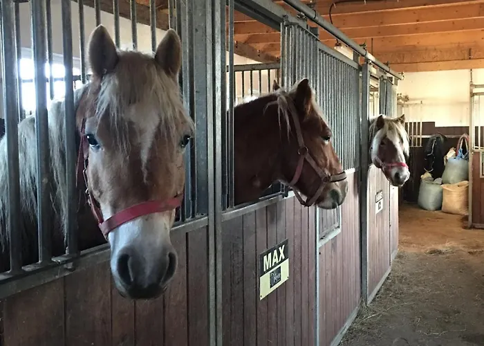 Rancho-bierna * Bierna