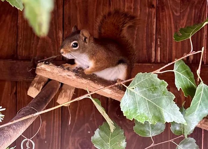 Rancho-bierna * Bierna