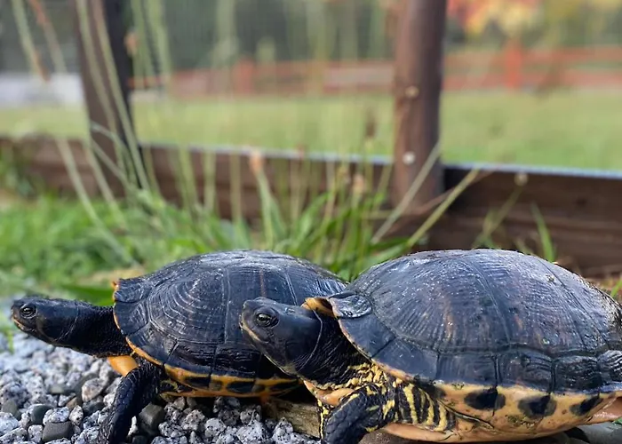 بيت خشبي Rancho-bierna *