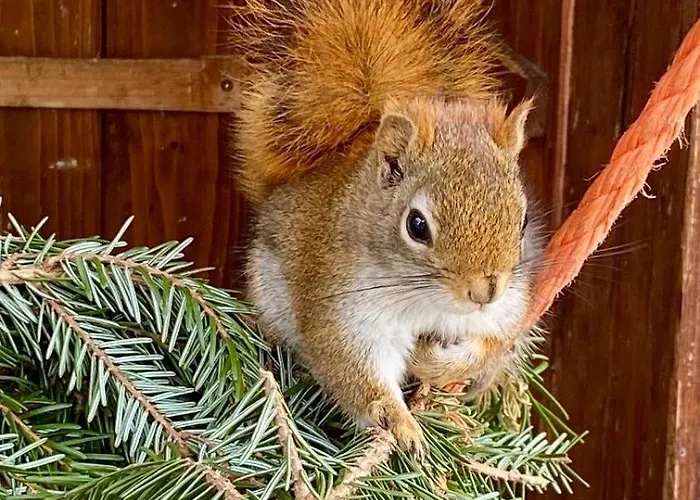 Rancho-bierna אכסניה *