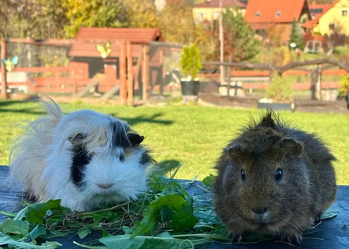 אכסניה Rancho-bierna Bierna